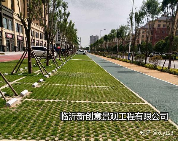 植草地坪产品实拍图片
